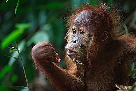猩猩,黑猩猩,幼仔,进食,婆罗洲,马来西亚