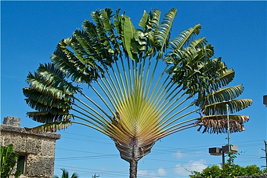 旅行者,棕榈树