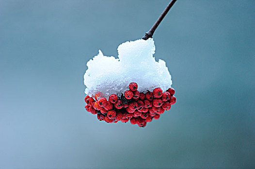 水果,欧洲花楸,冬天