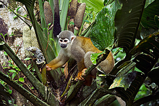 南美,松鼠猴,蔓绿绒属,水果,国家公园,亚马逊雨林,厄瓜多尔