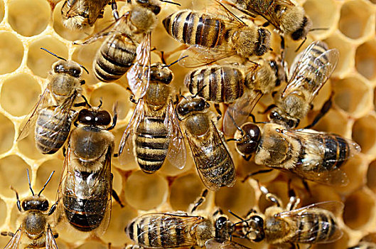 蜜蜂,意大利蜂,雄性,鲜明,蜂窝