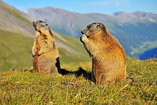 阿尔卑斯土拨鼠,旱獭,上陶恩山国家公园,格洛克纳高高山道,卡林西亚,奥地利,欧洲