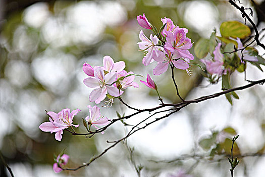 盛开的粉红色紫荆花