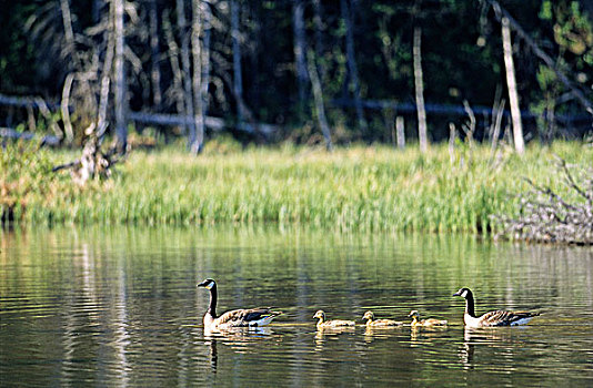 黑额黑雁,家庭,不列颠哥伦比亚省,加拿大