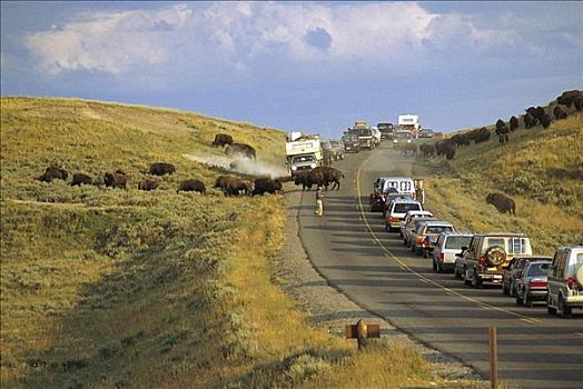 哺乳动物,水牛,牧群,成群,道路,塞车,黄石国家公园,怀俄明,美国,北美