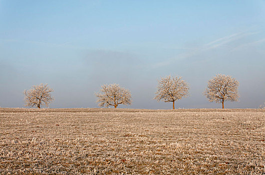 霜,树,冬天,圆顶,奥弗涅,法国,欧洲