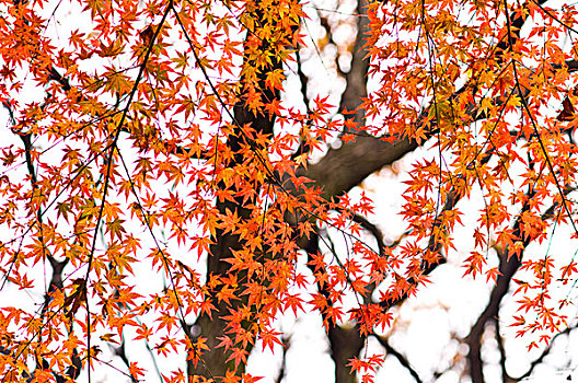 秋天,红叶,树