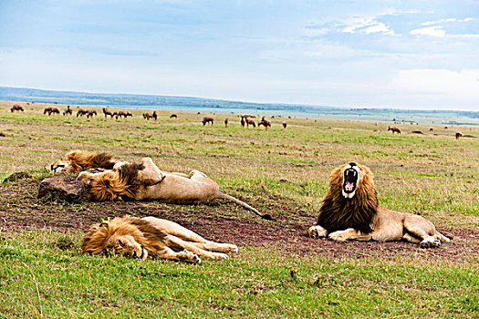 狮子,肯尼亚