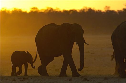 非洲象,剪影,日落,脆弱,非洲