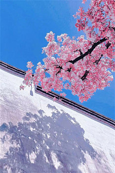 横图粉色自然春天盛开樱花季节花