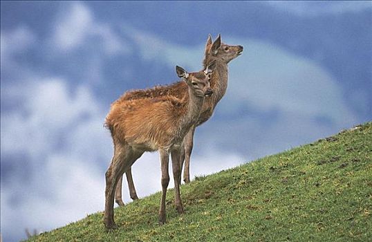 赤鹿,鹿属,鹿,哺乳动物,巴伐利亚,德国,欧洲,动物