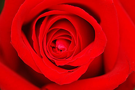 芽,红玫瑰,浅,景深