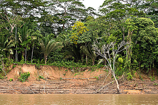 河边,植被,塔博帕塔河,自然保护区,区域,秘鲁,南美