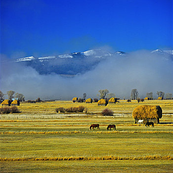 马,放牧,草场,大台顿国家公园,怀俄明,美国