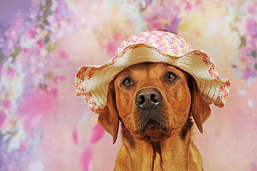拉布拉多犬,黄色,母狗,夏天,帽子,动物,奥地利,欧洲