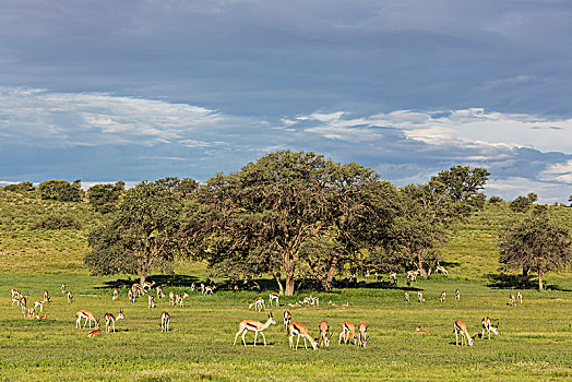 跳羚,大,牧群,放牧,河床,树,刺槐,下雨,季节,绿色,环境,卡拉哈里沙漠,卡拉哈迪大羚羊国家公园,南非,非洲