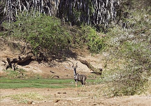 肯尼亚,查沃,东方,河,捻角羚,雄性动物,北方,东察沃国家公园
