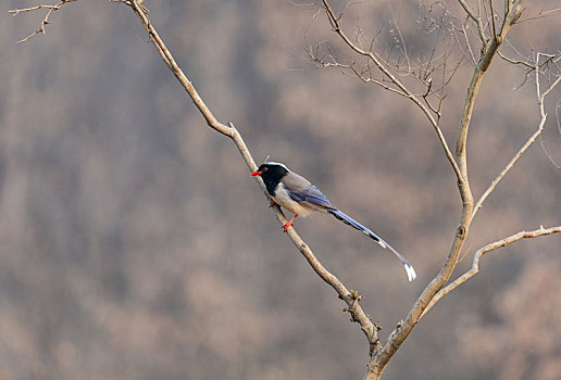 广泛分布于林缘地带至村庄周围,喧闹嘈吵的红嘴蓝鹊鸟
