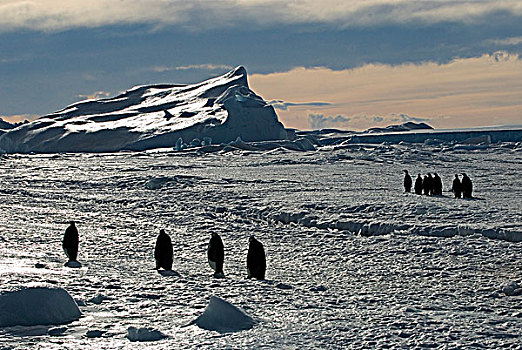 成年,帝企鹅,生物群,觅食,旅游,海上,雪丘岛,威德尔海,南极