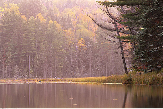 湖,树,阿尔冈金省立公园,安大略省,加拿大