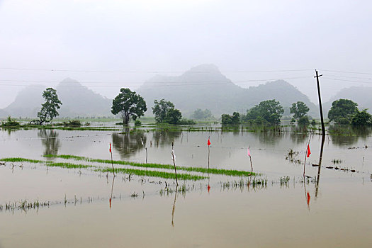 中国南方被洪水淹没的稻田