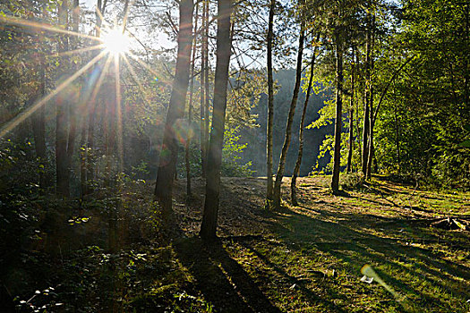 太阳光线,树林,挪威针杉,欧洲云杉,普拉蒂纳特,巴伐利亚,德国