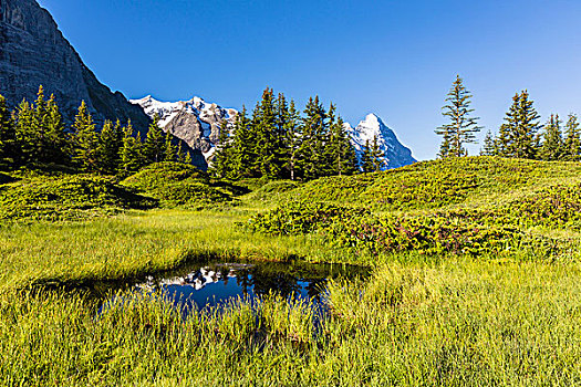 水塘,围绕,草地,山,冷杉,攀升,艾格尔峰,远景,伯尔尼阿尔卑斯山,瑞士
