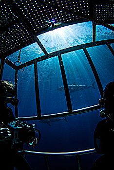 潜水,摄影,鲨鱼,笼子