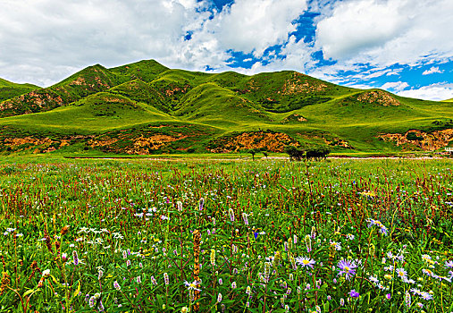 高原草原高山牧场风光