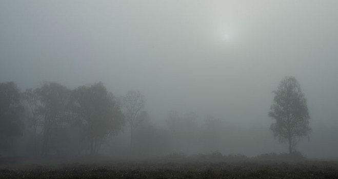 模糊,早晨,新森林地区,国家公园