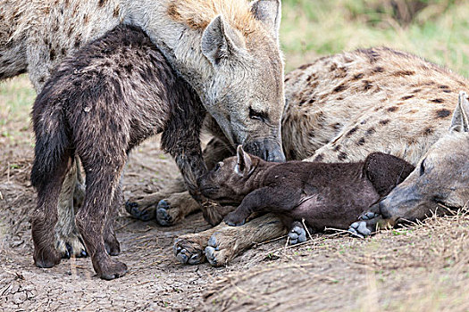 斑鬣狗,马赛马拉,家族,氏族,几个,幼兽,挨着,窝,肯尼亚,非洲