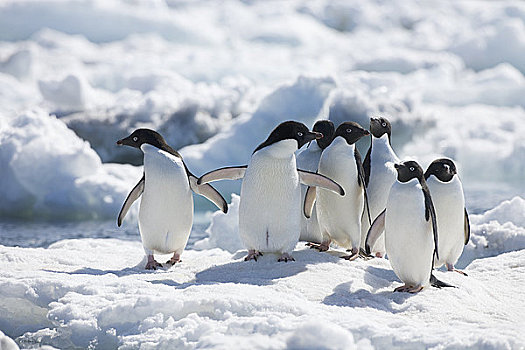 阿德利企鹅,浮冰,保利特岛,南极半岛,南极