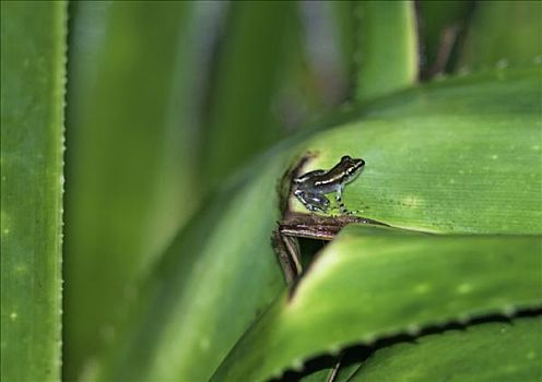 青蛙,物种,手掌,保护色,环境,国家公园,马达加斯加