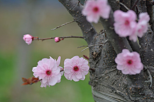 碧桃花开