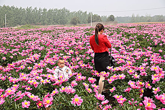 芍药花开