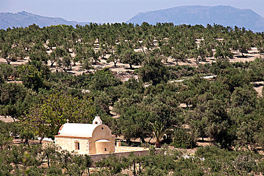 小教堂,橄榄,小树林,克里特岛,希腊,欧洲