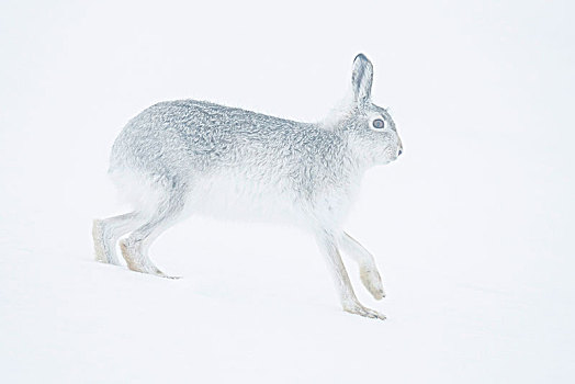 雪兔,跑,雪中,冬季外套,国家公园,苏格兰高地,苏格兰,英国,欧洲
