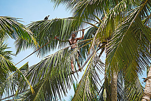 平衡性,绳索,椰树,收集,棕榈树,果汁,西部,省,斯里兰卡,亚洲