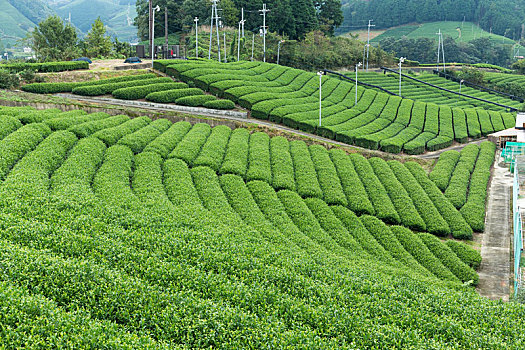 绿茶,地点