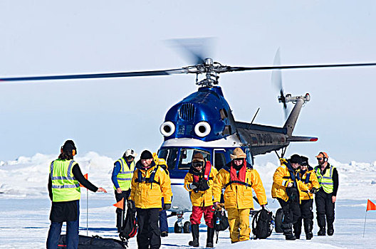 南极,雪丘岛,乘客,降落,直升飞机,靠近,帝企鹅