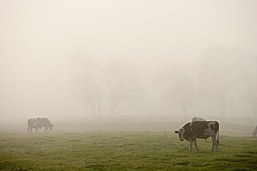 美国,佛蒙特州,母牛,放牧,晨雾