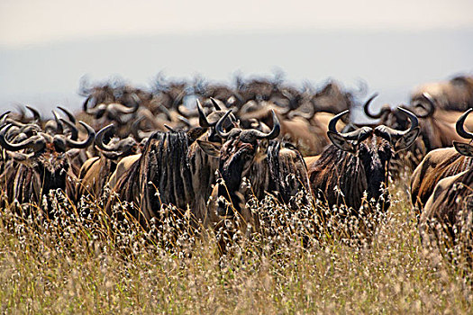 角马,马塞马拉野生动物保护区,肯尼亚