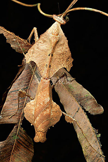 三角枯叶螳螂图片