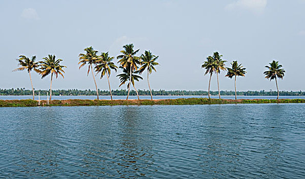 棕榈树,河边,喀拉拉,印度