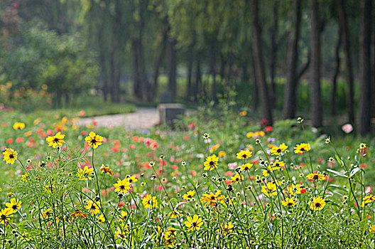 黄花丛