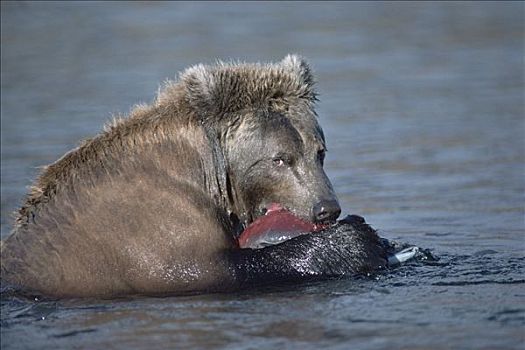 大灰熊,棕熊,吃,三文鱼,河,阿拉斯加
