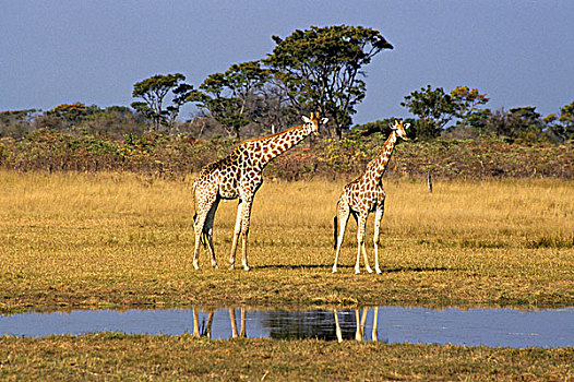 津巴布韦,万基国家公园,长颈鹿,水边,洞