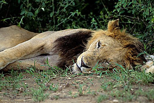 坦桑尼亚,大裂谷,狮子
