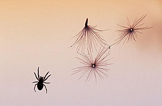 蜘蛛,上网,花
