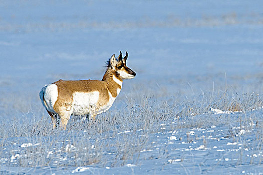叉角羚,公羊,北美,草原,艾伯塔省,加拿大西部